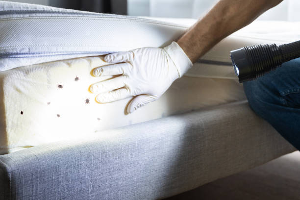Best Ant Control Services  in Williamson, AZ