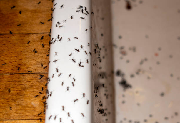 Best Pest Prevention Services  in Williamson, AZ