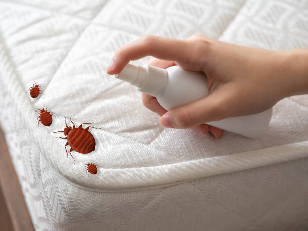 Best Termite Control Services  in Williamson, AZ