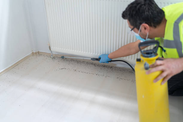 Best Wasp Removal Services  in Williamson, AZ